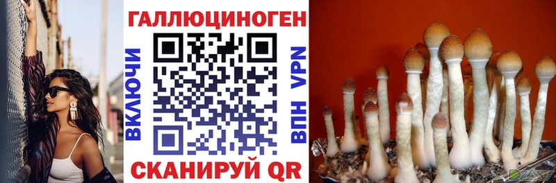 Галлюциногенные грибы Psilocybe  Купить закладки  Дмитриев 